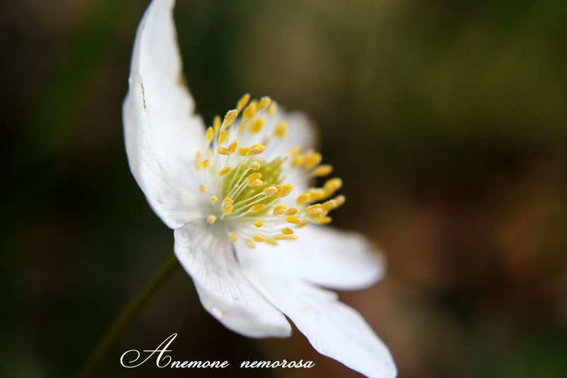 Anemone-nemorosa