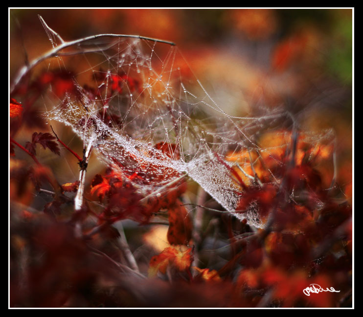 spiderwebb1_2